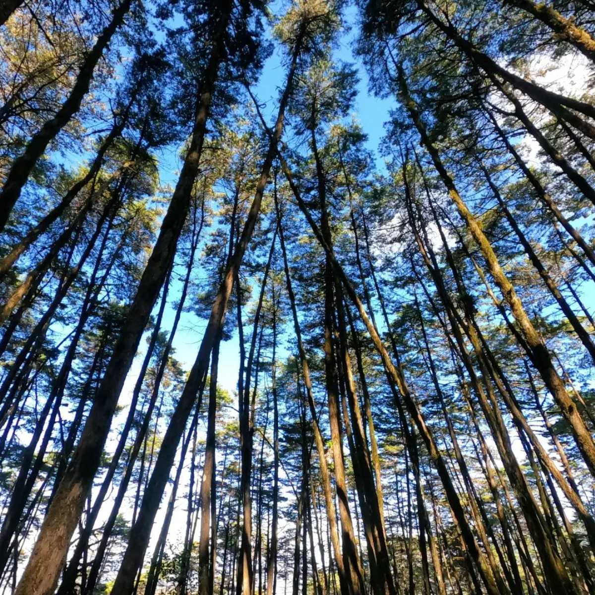 bosque trekking hiking senderismo trail