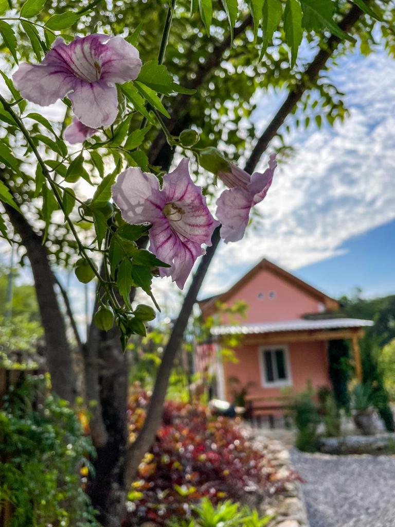 cabaña,jalpandeserra,pueblomagico,casitabugambilia,petfriendly,fogata,terraza,naturaleza,hospedaje,sierragorda 